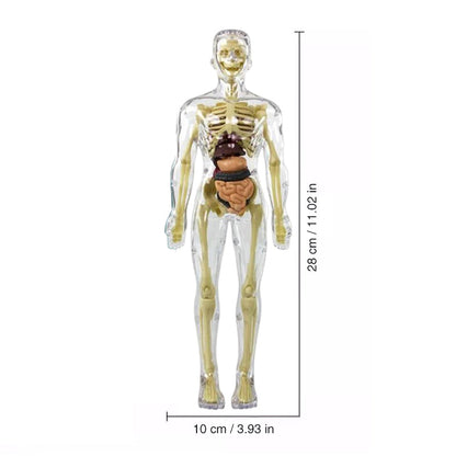 Novi™ | Luca 3D Anatomie Torso Model voor Kinderen