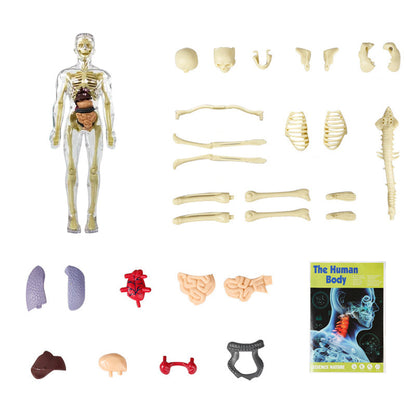 Novi™ | Luca 3D Anatomie Torso Model voor Kinderen
